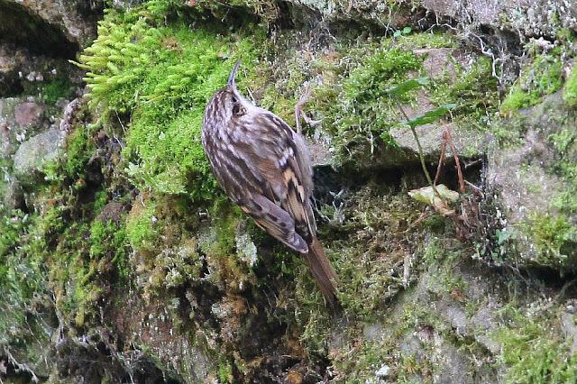 TRES ESPECIALIDADES NORTEÑAS