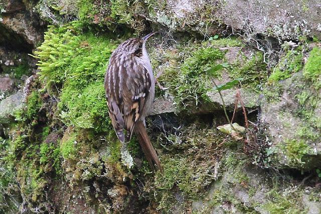 TRES ESPECIALIDADES NORTEÑAS