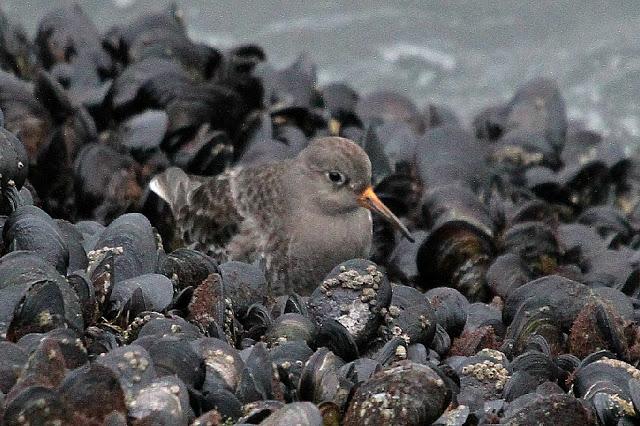 TRES ESPECIALIDADES NORTEÑAS