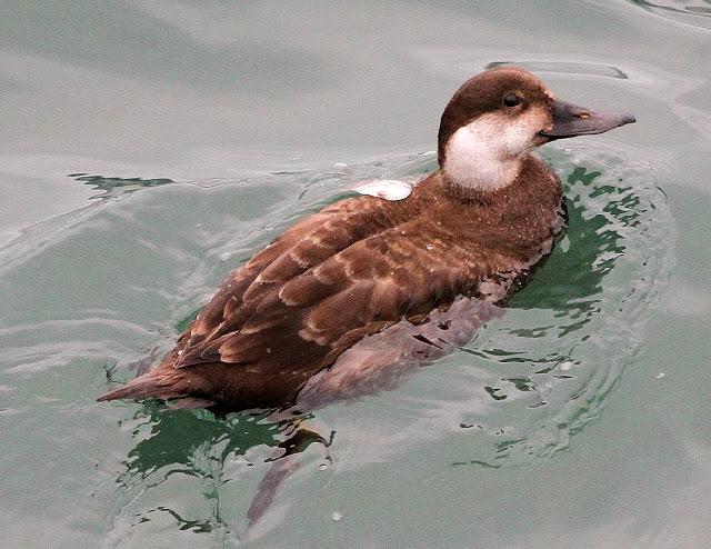 TRES ESPECIALIDADES NORTEÑAS