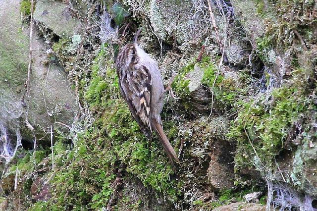 TRES ESPECIALIDADES NORTEÑAS