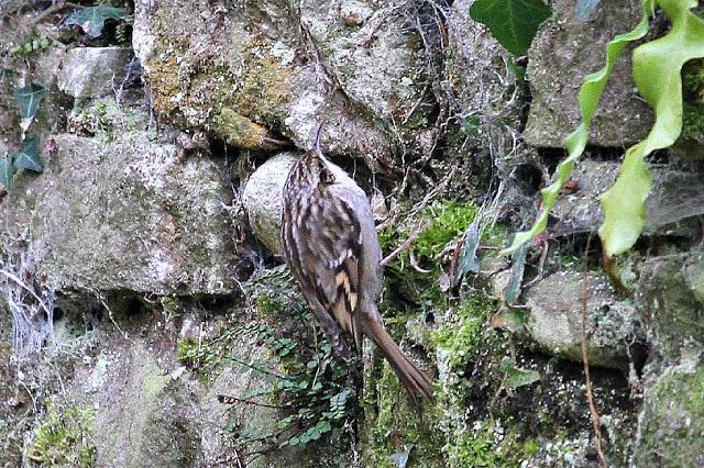 TRES ESPECIALIDADES NORTEÑAS