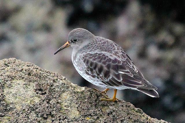 TRES ESPECIALIDADES NORTEÑAS