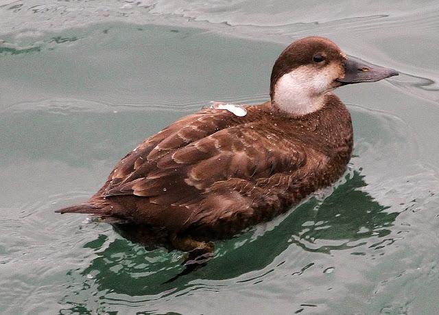 TRES ESPECIALIDADES NORTEÑAS