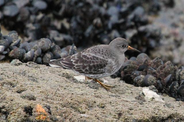 TRES ESPECIALIDADES NORTEÑAS