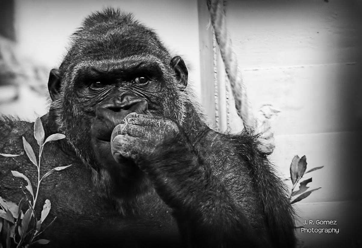Gorila, por José Ramón Gómez González