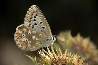 Para ampliar Polyommatus coridon (Poda, 1761) Hembra hacer clic