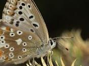 Polyommatus coridon (Poda, 1761) Hembra