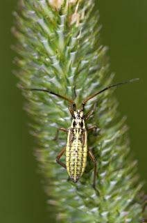 Para ampliar  Leptopterna dolabrata (Linnaeus, 1758) ninfa hacer clic
