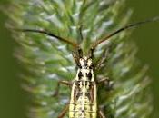 Leptopterna dolabrata (Linnaeus, 1758) ninfa