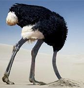 avestruces pollo cabeza crisis reputacion online estrategias claves reaccion avestruz2.jpg