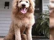 Confunden perro cachorro león