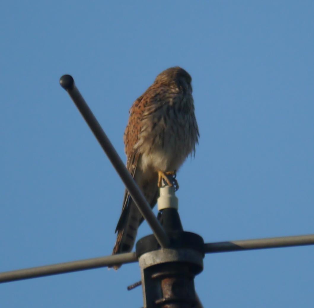 Llampariego na rexa, peñerina nel teyáu