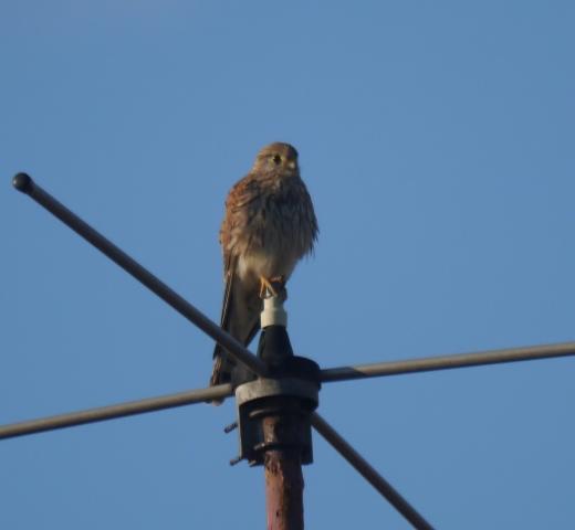 Llampariego na rexa, peñerina nel teyáu