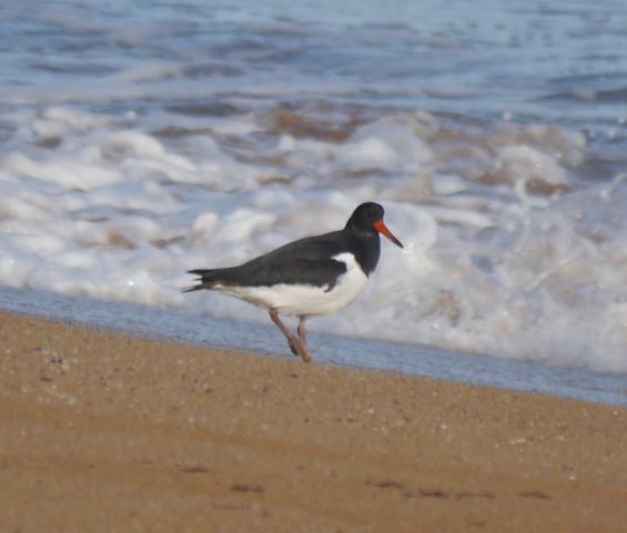 Llampariego na rexa, peñerina nel teyáu