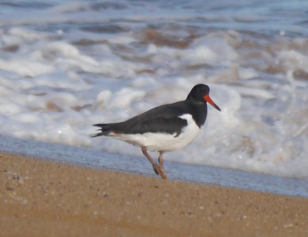 Llampariego na rexa, peñerina nel teyáu