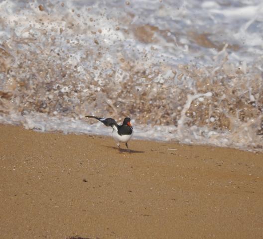 Llampariego na rexa, peñerina nel teyáu