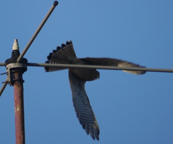 Llampariego na rexa, peñerina nel teyáu