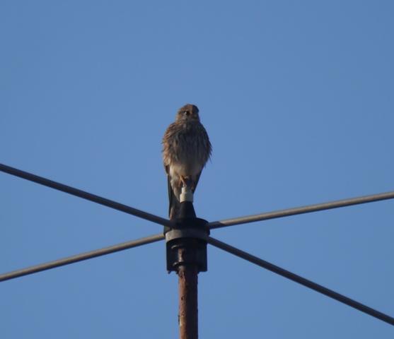Llampariego na rexa, peñerina nel teyáu