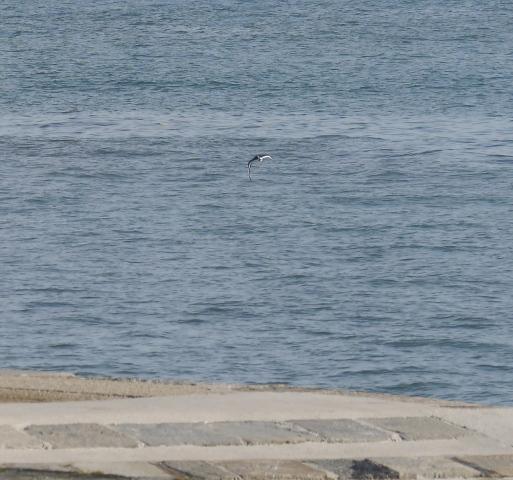 Llampariego na rexa, peñerina nel teyáu