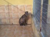 Galga perrera punto parir. URGENTE ACOGIDA!! (MALAGA)