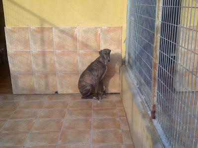 Galga en la perrera a punto de parir. ES MUY URGENTE ACOGIDA!! (MALAGA)