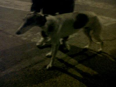 Galgo desfallecido y maltratado...