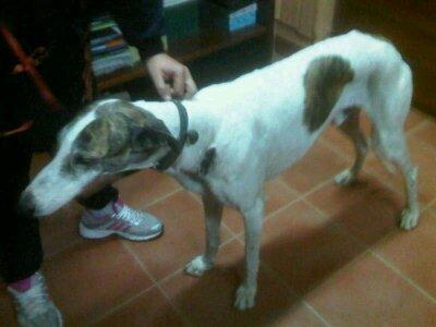 Galgo desfallecido y maltratado...