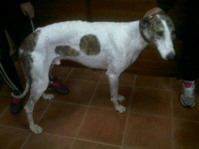 Galgo desfallecido y maltratado...