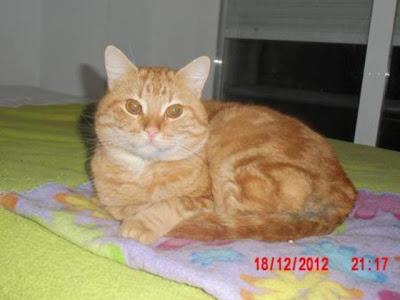 HEROS GATITO NARANJA EN ADOPCIÓN. (MURCIA)