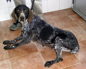 MUY URGENTE!! Huesca (Perrera) varios abuelos y algunos que llevan meses esperando un hogar. Por favor necesitan verdaderamente ayuda.