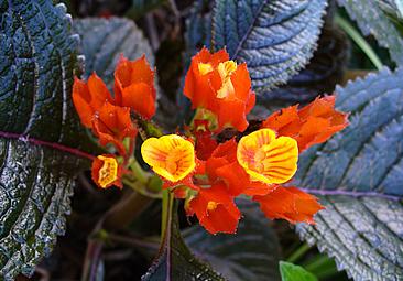 Begonia-negro - Chrysothemis pulchella