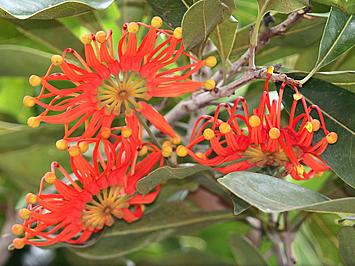 Stenocarpus sinuatus