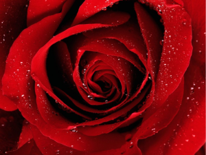 Meditación Sencilla Para Controlar La Ansiedad. 2/2 (parte 2: La Rosa)