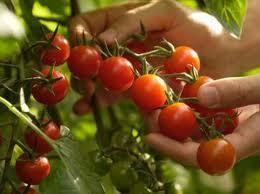 ¿Buscas Seguridad o Libertad Financiera?