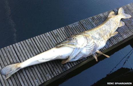 lucio se ahoga al tragar un sander lucioperca