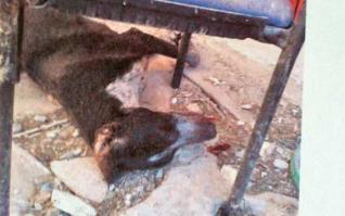 Uno de los perros fallecidos. A la derecha, la perrita que vivió cuando la encontró la Policía. 