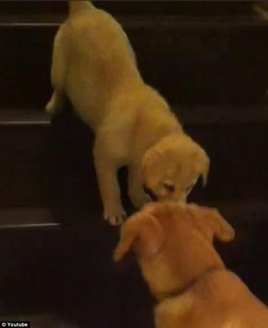 Perro enseña a cachorro a bajar escaleras