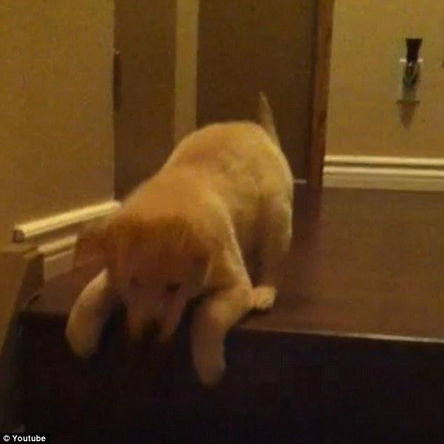 Perro enseña a cachorro a bajar escaleras