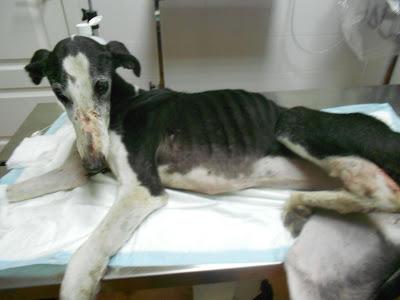 GALA, galga con dos patas rotas, deshidratada, pesa 12 kilos..URGENTE!! Sevilla