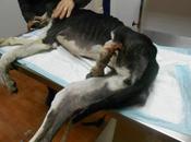 GALA, galga patas rotas, deshidratada, pesa kilos..URGENTE!! Sevilla