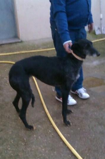 ESTAS GALGAS NECESITAN ACOGIDA!!