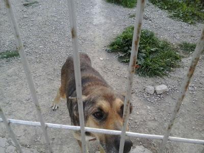 URGENTE ACOGIDA!! EL DUEÑO LOS HA ABANDONADO EN UN TERRENO Y SE ESTÁN MURIENDO DE HAMBRE!!