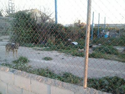 URGENTE ACOGIDA!! EL DUEÑO LOS HA ABANDONADO EN UN TERRENO Y SE ESTÁN MURIENDO DE HAMBRE!!