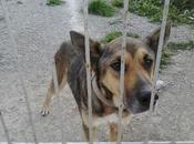 Urgente acogida!! dueño abandonado terreno están muriendo hambre!!