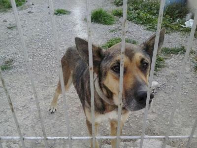URGENTE ACOGIDA!! EL DUEÑO LOS HA ABANDONADO EN UN TERRENO Y SE ESTÁN MURIENDO DE HAMBRE!!