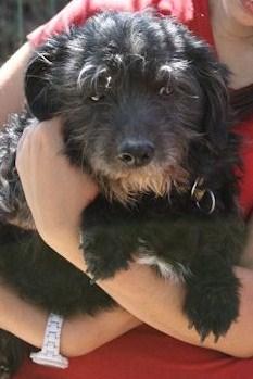 ZIPI, PEQUEÑAJO EN ADOPCIÓN.