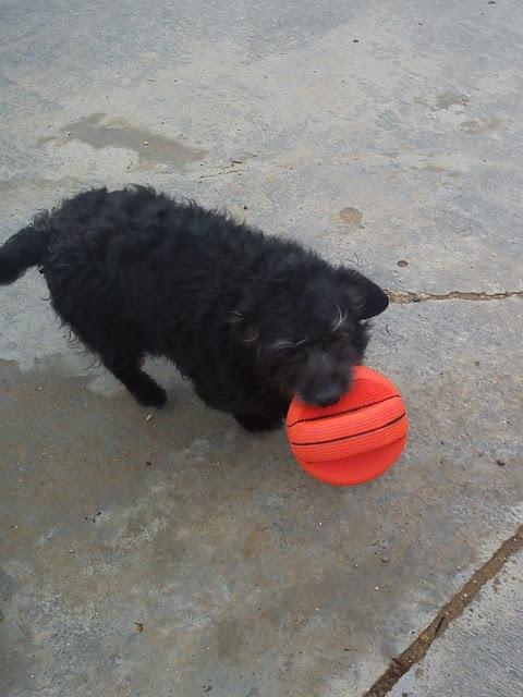 ZIPI, PEQUEÑAJO EN ADOPCIÓN.