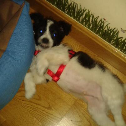 Foto: Sam es un perrito que ha aparecido abandonado el día de reyes  en un pueblo del norte de Cáceres, el pobre estaba lleno de parasitos tanto internos como externos, ya este aseado y desparasitado. Sam es un cruce foxterrier, será de tamaño pequeño-mediano, ahora pesa 2.6 kilos y tiene 2.5 meses. Como todo cachorro es un terremoto al que hay que educar, se pasa el día jugando y te lame la mano de agradecimiento. Buscamos adoptante para Sam que nunca más le abandone, que le cuide como merece, y que comprenda que como todo cachorro hay que educarlo. Se entrega con vacunas al día, pasaporte, microchip a nombre del adoptante y contrato de adopción. Se realizará seguimiento de la adopción. Se envia a cualquier lugar de España, si son provincias limitrofes a Extremadura, incluido Madrid podemos llevarlo personalmente. Interesados escribir a azudillan@hotmail.com