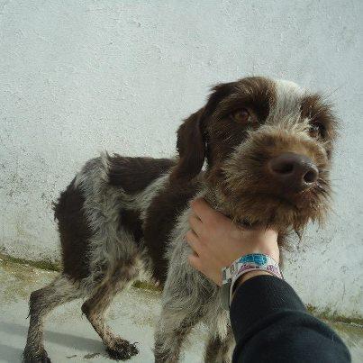 Foto: CARLITA y DRATA Galga hembra de 4 años casi 5 Y Drata de 7 años  DRATA es una drata de 7 años que ha sido entregada en condiciones penosas. Es puro hueso y sumision, es pequeñita de tamaño, y es un autentico ángel. Una perrita llena de amor y cariño, le encantan las caricias, que creo que ha recibido muy pocas...   sosperrerabadajoz@gmail.com